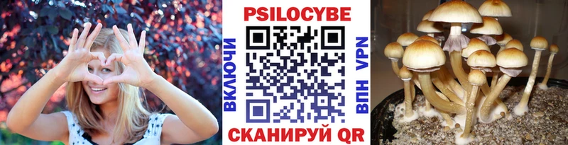 купить   Кинель  Псилоцибиновые грибы прущие грибы 